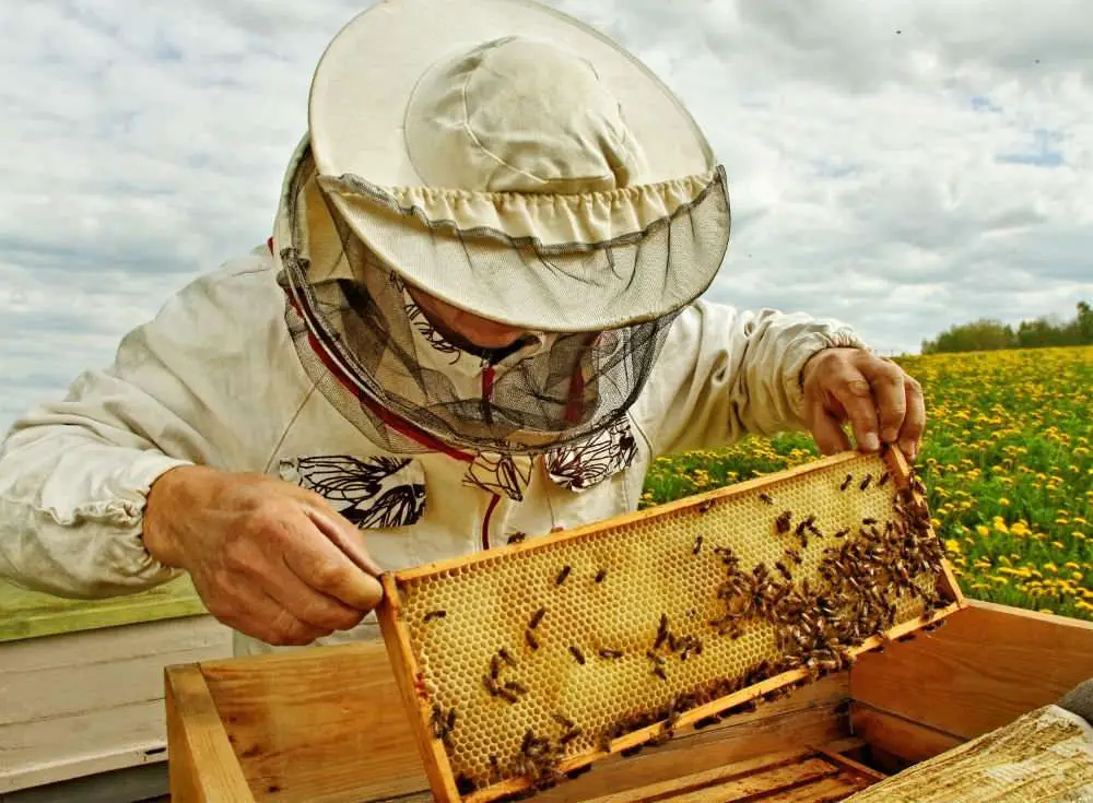 Beekeeping Advice Tips
