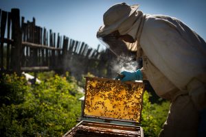 Best Beekeeping Apps You Need To Try - Better With Bees