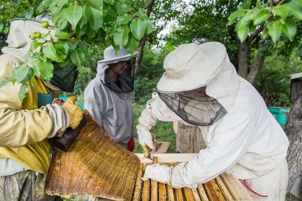 Joining a Beekeeping Association