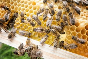 The Benefits Of Beekeeping
