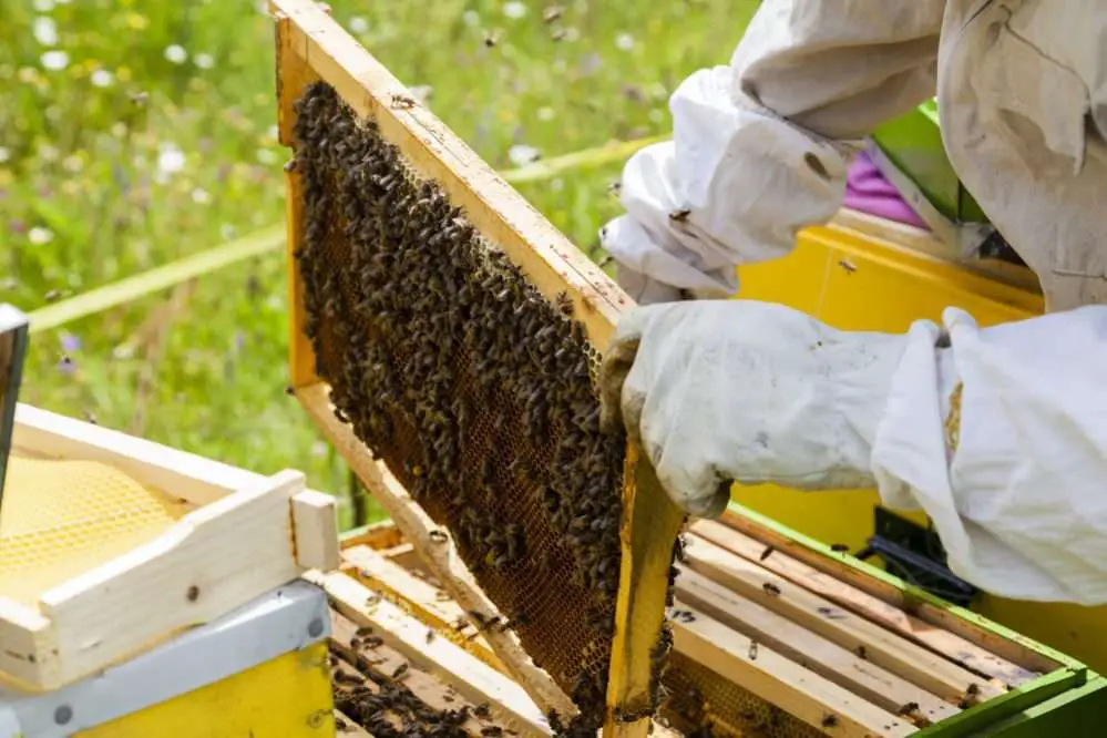 Beekeeping Behives
