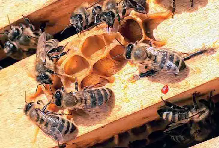 What Are Beehives Made Out Of?